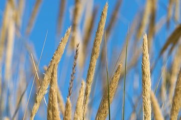 Ammophila by Kirsten Warner