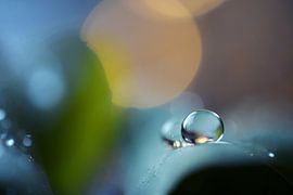 Macro - Druppel