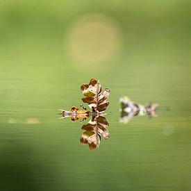 Leaf, reflection, pond by Apple Brenner