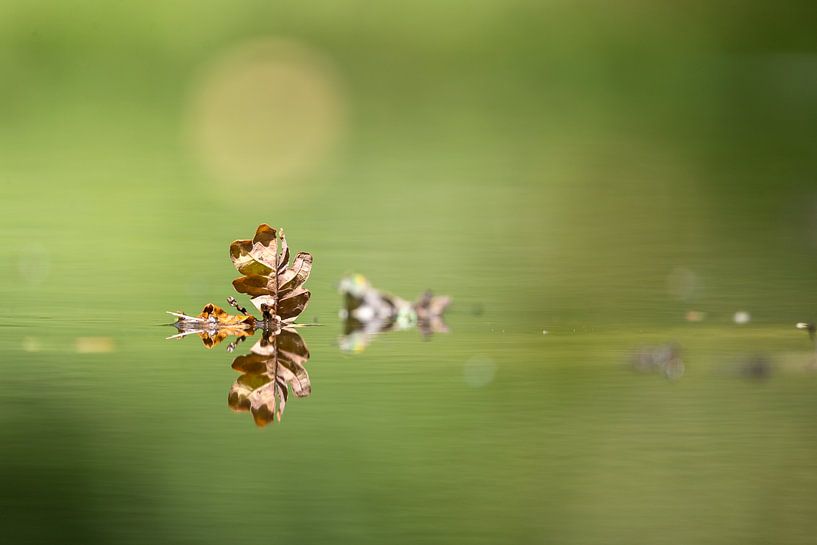 Leaf, reflection, pond by Apple Brenner