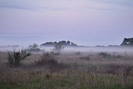 Vorland mit Nebel auf Gras und Heide in Dänemark, vor Dünen. Mystische Stimmung