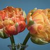 Tulpen van Johanna Blankenstein