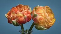 Tulpen van Johanna Blankenstein thumbnail