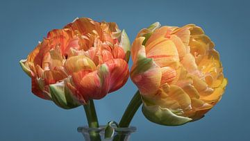 Tulpen von Johanna Blankenstein