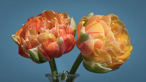 Tulpen