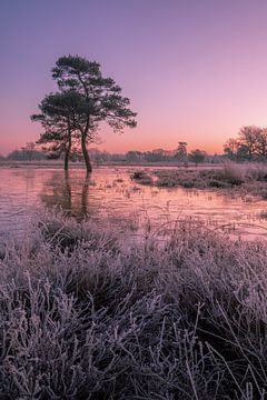 Kleurrijke zonsopkomst van Moetwil en van Dijk - Fotografie