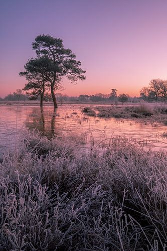 Kleurrijke zonsopkomst
