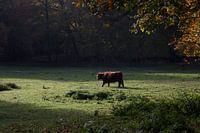 Wisent in het bos