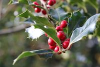 Houx avec baies rouges
