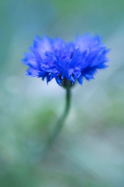 Wilde Kornblume von Brigitte Wirschell