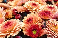 Bloemen