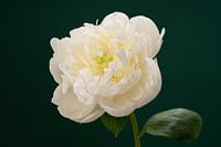 Witte Pioenroos