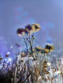 Die Felder XXXIX von Zand