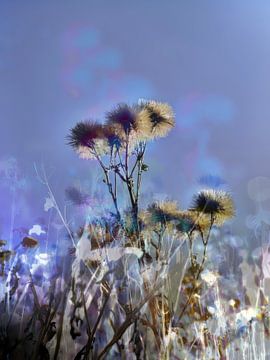 Les Champs XXXIX sur Zand