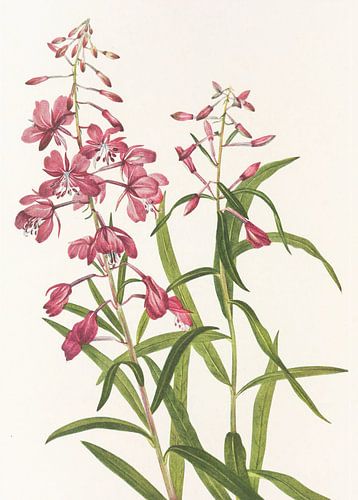 Fireweed From North American Wildflowers (1925) By Mary Vaux Walcott.