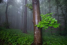 Paysage de brouillard