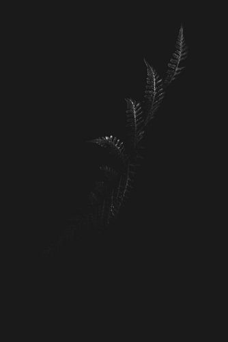 Une fougère dans la lumière du soleil, noir et blanc, abstrait