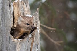 American Pine Marten ( Martes americana ) in winter, hidden in a broken hollow tree, watching curiou by wunderbare Erde