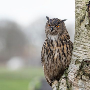 Sitzender Uhu, Raubvogel, nachtaktives Tier von Jan van Vreede