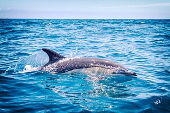 Gewone Dolfijn - Delphinus Delphis