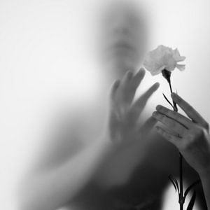 Neblige Rose