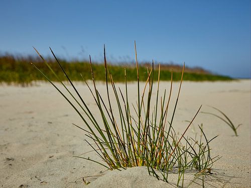 Kogelbies in de Kwade Hoek bij Goedereede van Ton Van Zeijl