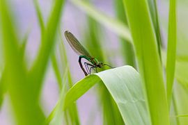 libellen sur Arnoud Kunst