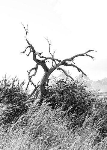 Arbre mort