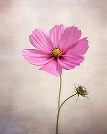 A delicate pink flower bathed in soft light by May