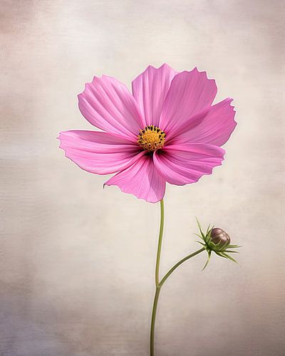 Zarte rosa Blume in sanfter Lichtstimmung
