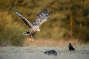 Seeadler ( Haliaeetus albicilla ) im Anflug auf eine von Raureif überzogene Wiese, im Hintergrund le von wunderbare Erde