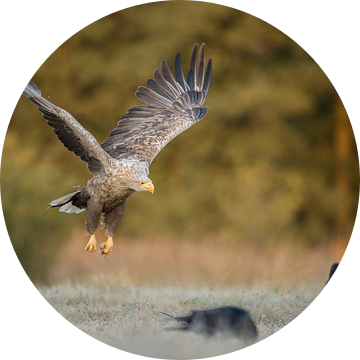 White-tailed Eagle / Sea Eagle ( Haliaeetus albicilla ) in flight, at the edge of autumnal coloured  van wunderbare Erde