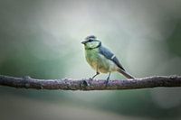 Blue Tit