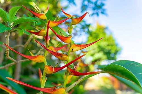 Colourful tropical plant bearing seeds
