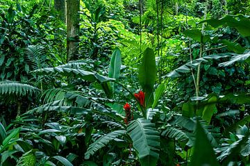 Tropischer Regenwald 1 von Colors of the Jungle by Simon Kuyvenhoven