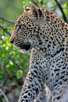 Leopard in Südafrika von ManSch