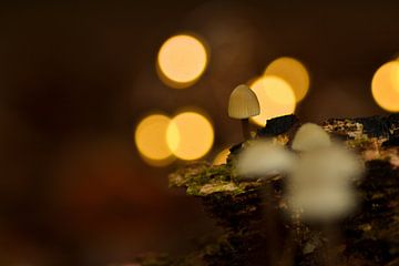 Mooie paddenstoel op een stronk met fraaie bokeh van Arthur Wisse