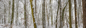 Winterwald