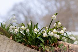 L'éveil du printemps sur Christina Bauer Photos