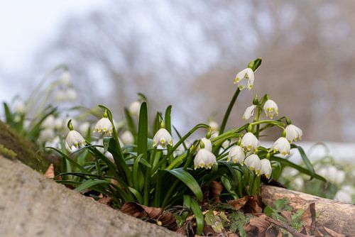 Spring Awakening