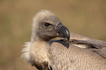 Weißrücken-Geier Gyps africanus) von Tanja van Beuningen