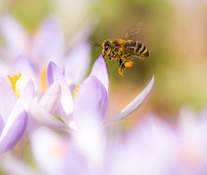 Makrofoto von einem lila Krokus und einer Biene von ManfredFotos