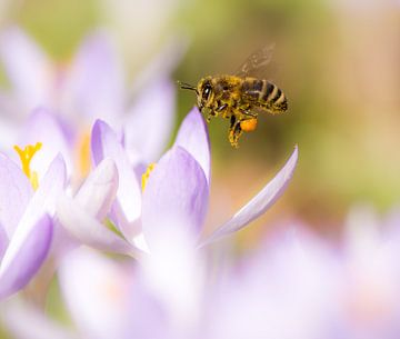 Macrofoto van een paarse krokus en een bij