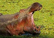 Hippo-Boss - Afrika wildlife von W. Woyke Miniaturansicht