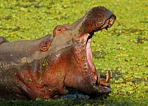 The Hippo-Boss - Africa wildlife van W. Woyke