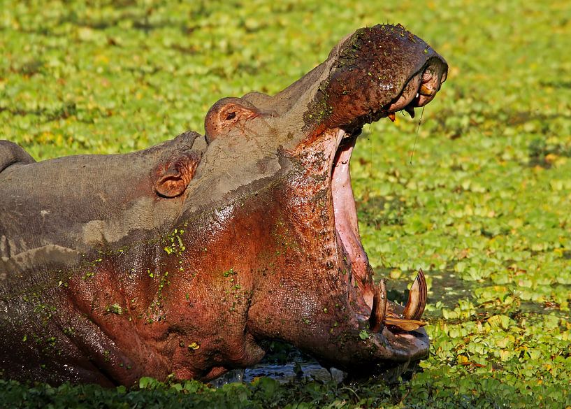 Hippo-Boss - Afrika wildlife von W. Woyke