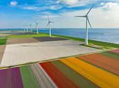 Tulips growing in fields with wind turbines in the background se by Sjoerd van der Wal Photography thumbnail