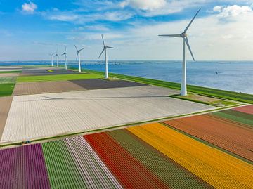 Tulips growing in fields with wind turbines in the background se by Sjoerd van der Wal