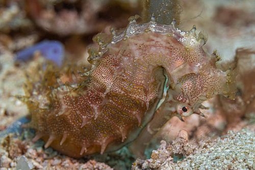 Seahorse @ Komodo, Indonesia