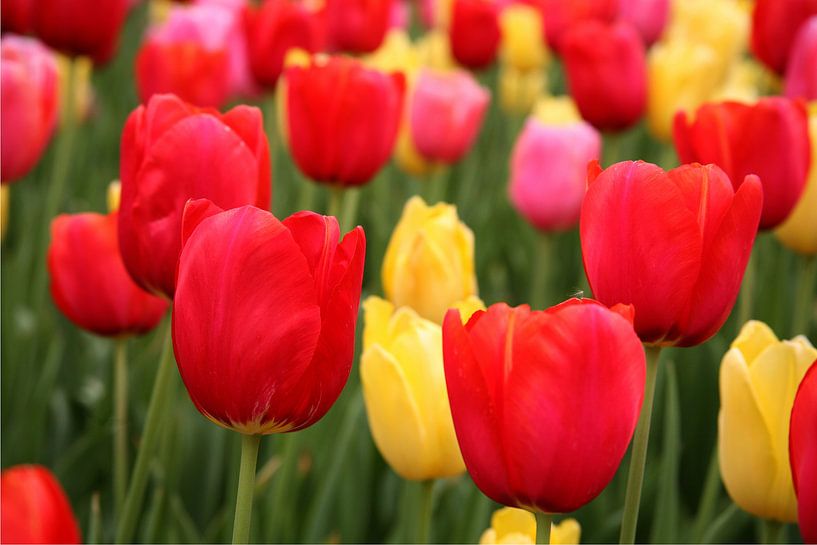 Tulipfield red yellow by Herman Peters
